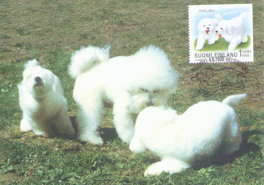 Bichon Frise (Maximum Card no. 40) (Finland)