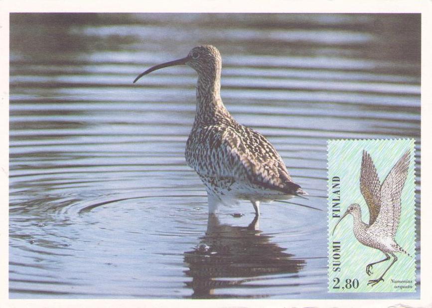 Curlew (Finland)