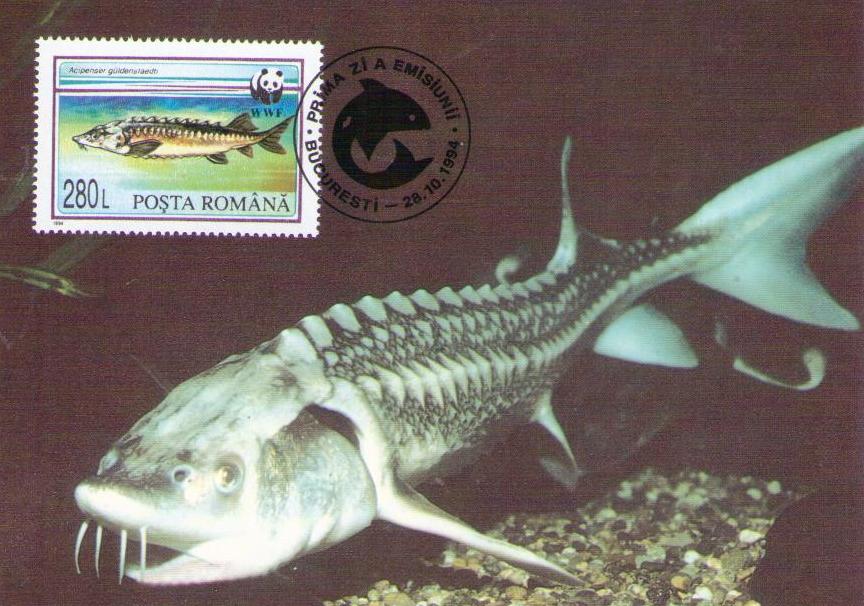 Acipenser gueldenstaedti 280L (Russian Sturgeon) (Romania)