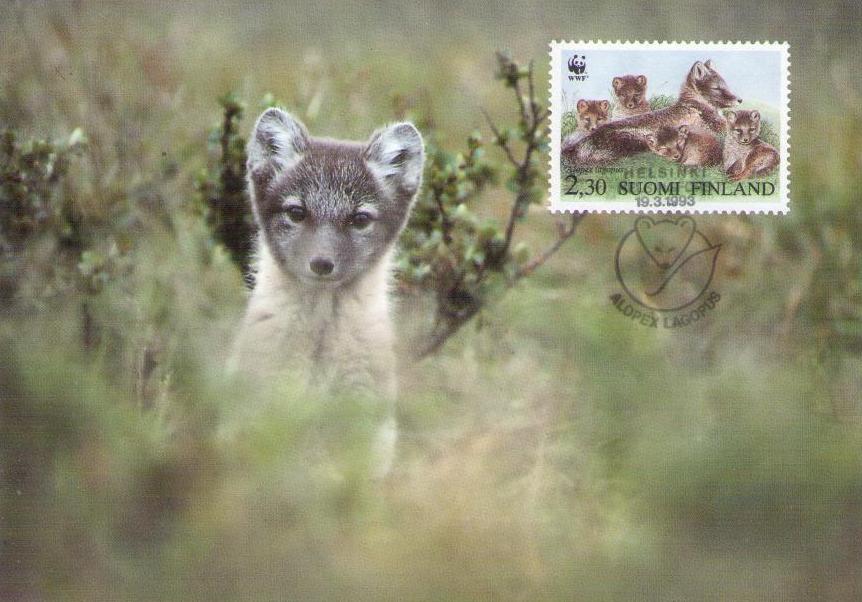 Arctic fox (Maximum Card #18) (Finland)