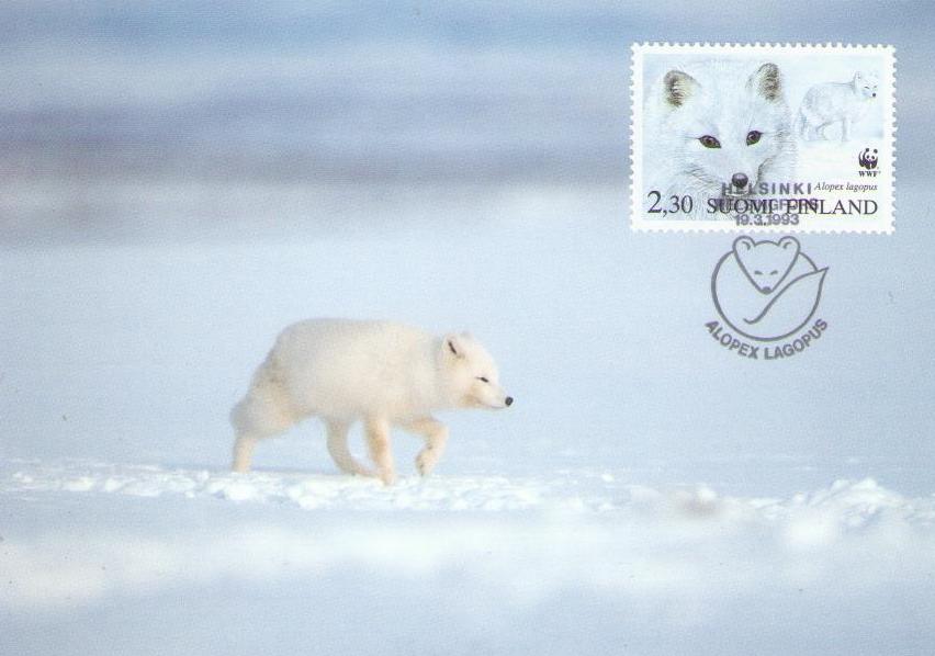 Arctic fox (Maximum Card #20) (Finland)