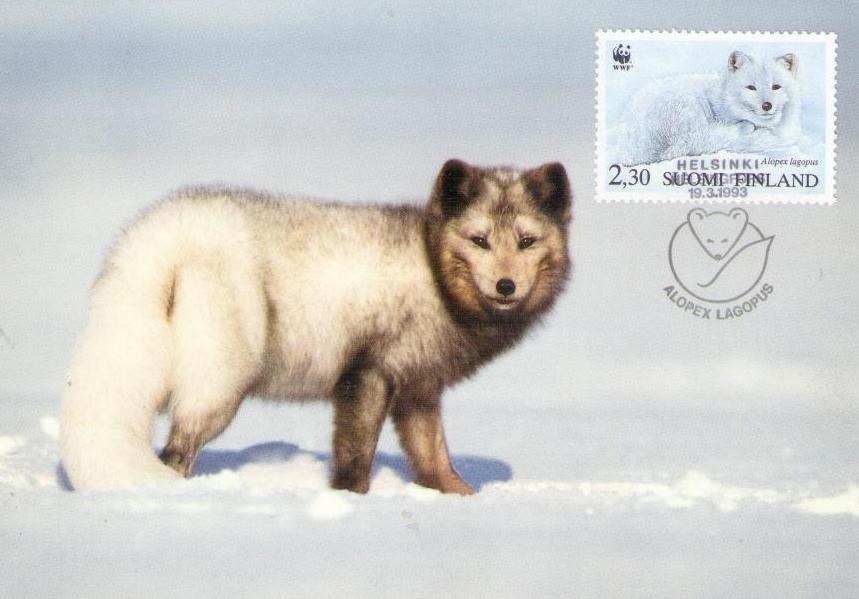 Arctic fox (Maximum Card #21) (Finland)