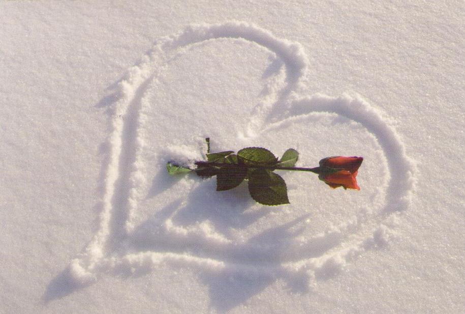 Rose in snowy heart (Turkey)