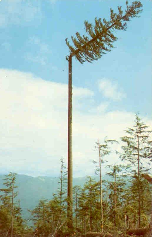 Lumber Jack Topping a Spar Tree (USA)