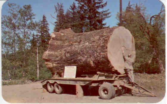 Sitka Spruce Log (USA)