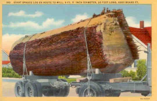 Giant Spruce Log En Route to Mill (USA)