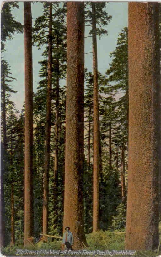 Larch Forest (1909)
