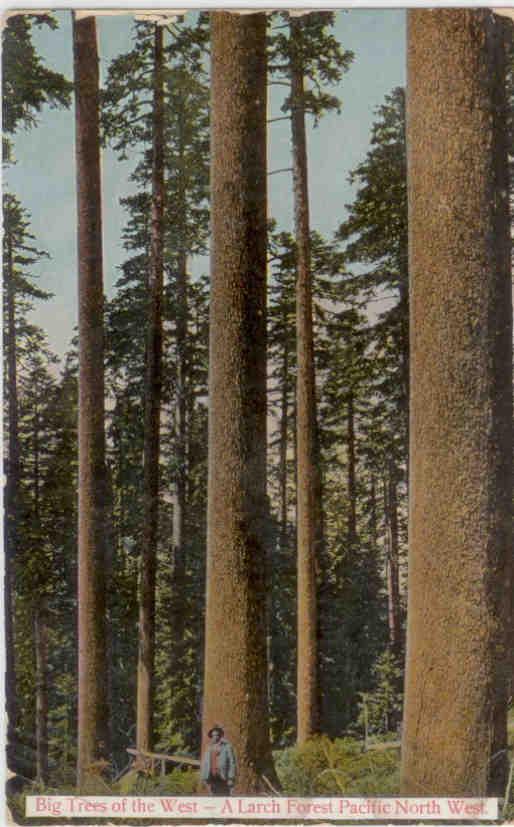 Larch Forest (1910)