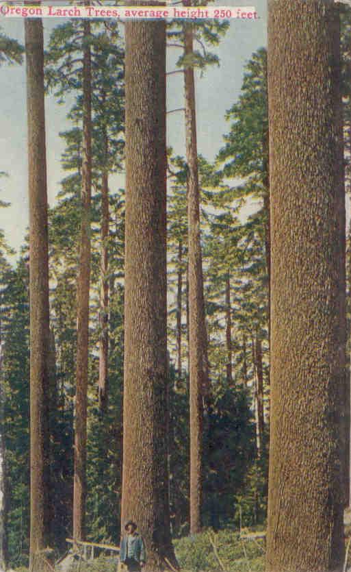 Larch Forest (1912)