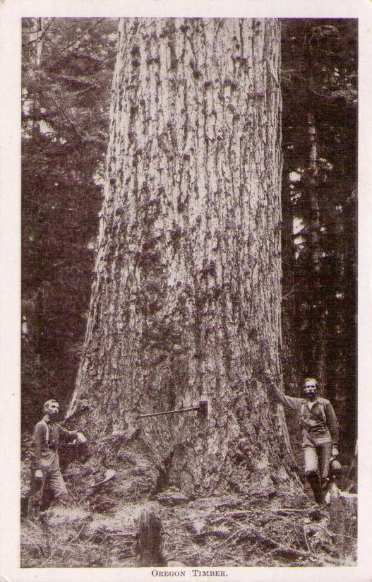 Oregon Timber (USA)