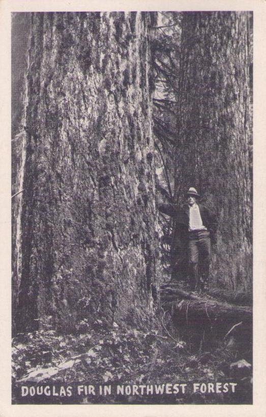 Douglas Fir in Northwest Forest (USA)