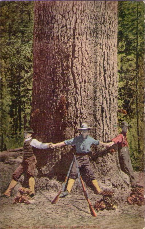 A Giant Pine Tree (USA)