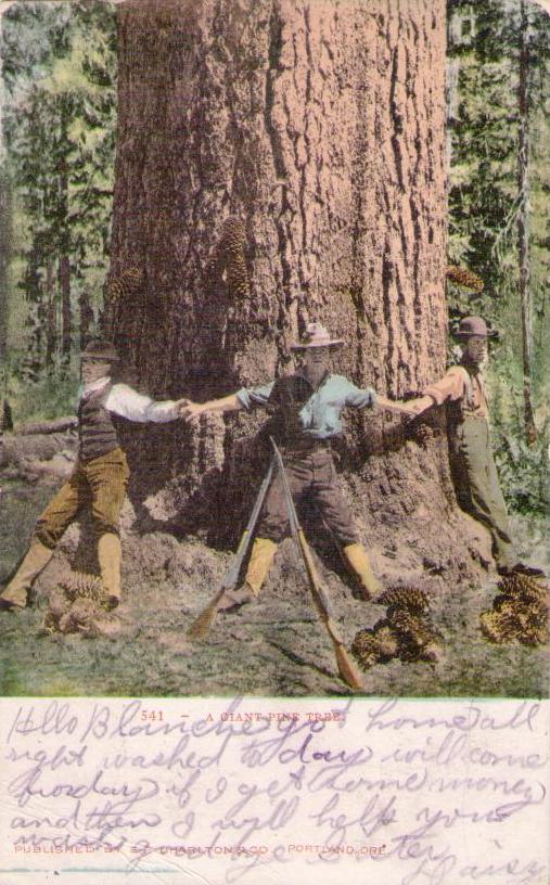 A Giant Pine Tree – undivided back (USA)