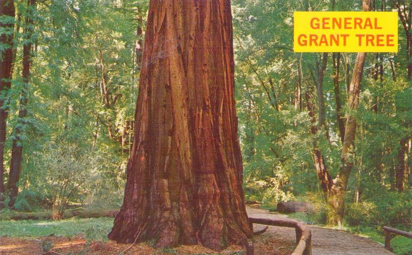 General Grant Tree C14534 (USA)
