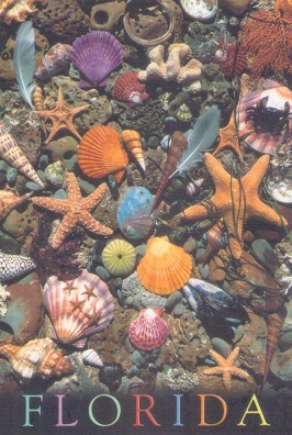 Multicoloured seashells