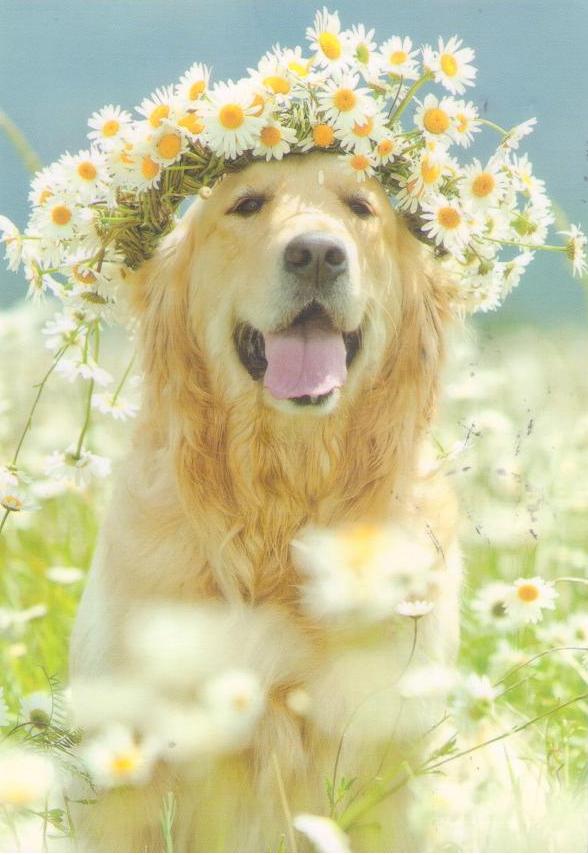 Dog in Flowers (Russia)