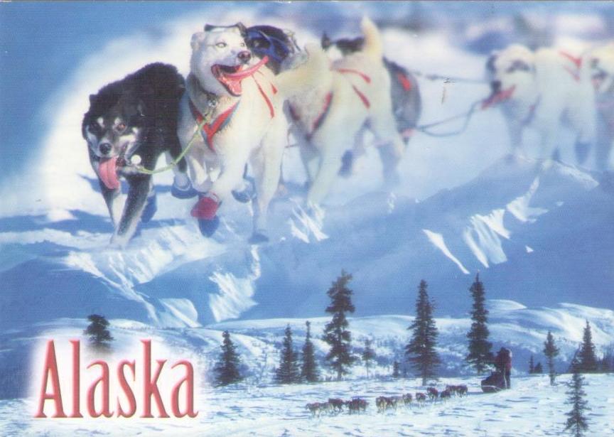Alaska Dog Sled Racing