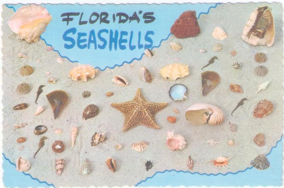 Florida’s Seashells