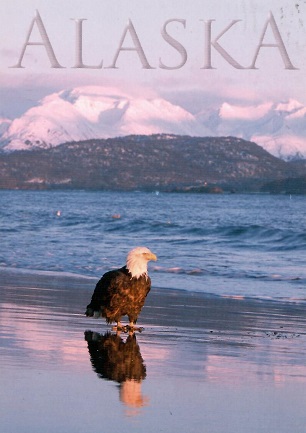 Homer, Alaskan Bald Eagle
