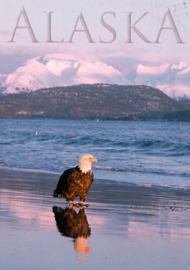 Alaskan Bald Eagle, Homer (Alaska)