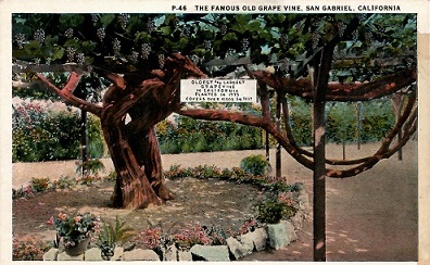 San Gabriel, The Famous Old Grape Vine