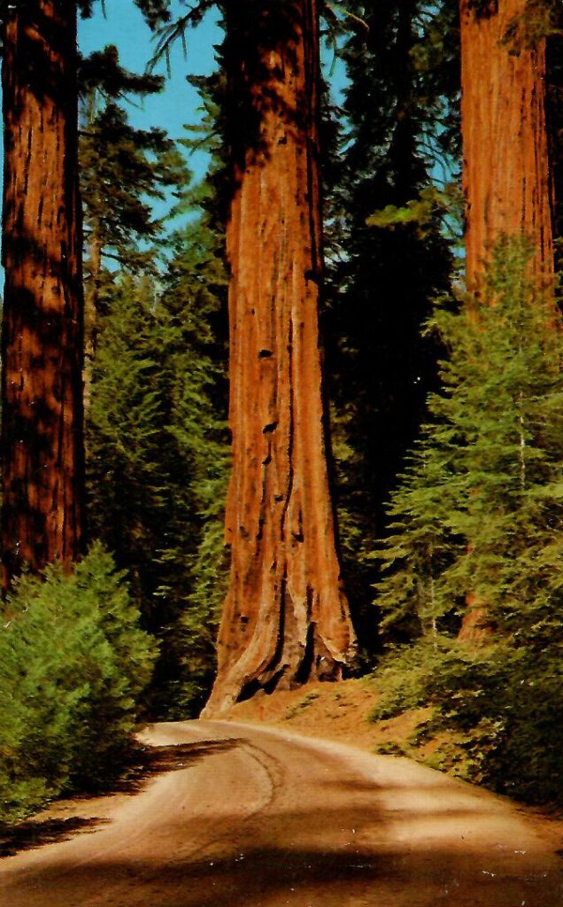 Sequoia National Park, The Sentinels (sic) (California)