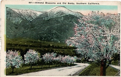 Almond Blossoms and Old Baldy