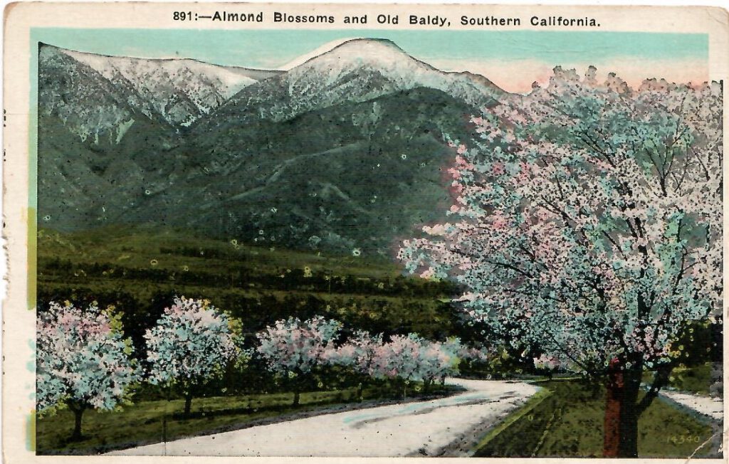 Almond Blossoms and Old Baldy (Southern California)