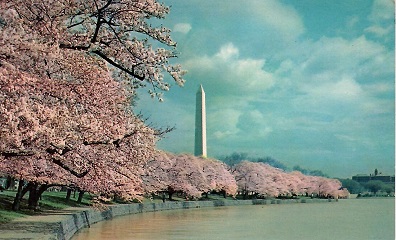 Washington Monument and Cherry Blossoms