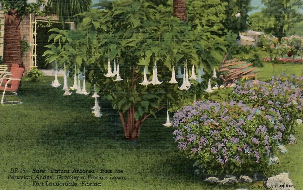 Fort Lauderdale, Rare Datura Arborea