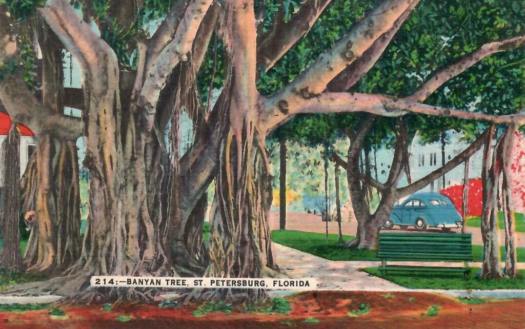 St. Petersburg, Banyan Tree