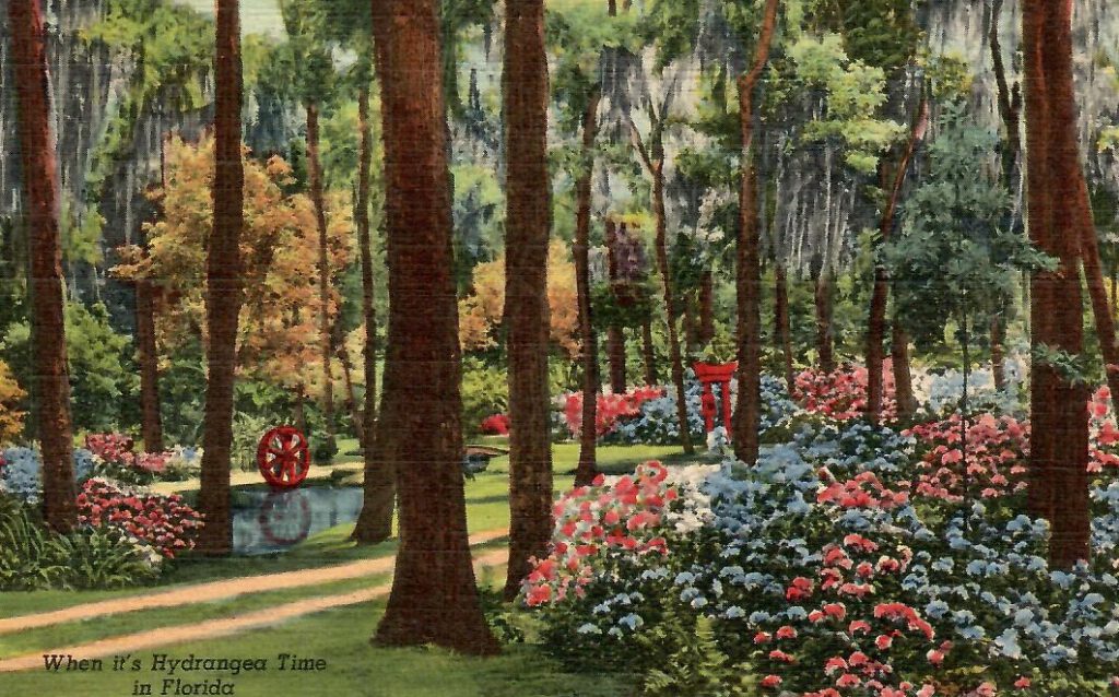 Jacksonville, Oriental Gardens, Hydrangea Time