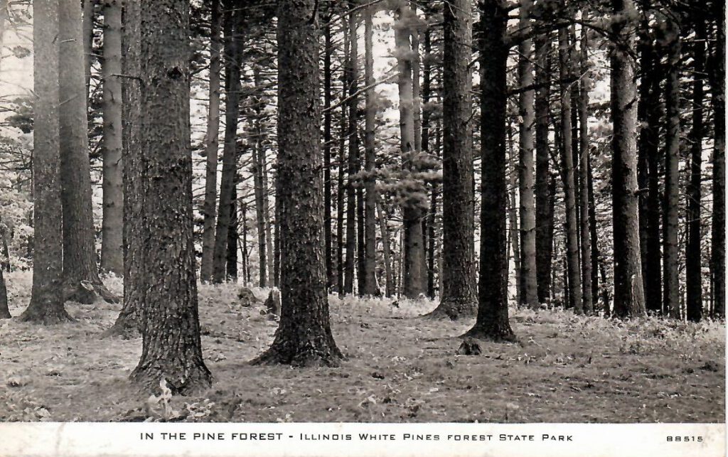 Illinois White Pines Forest State Park (USA)