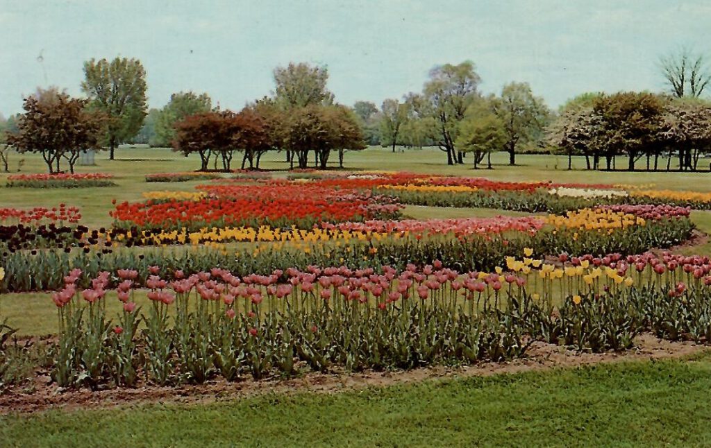 Fort Wayne, Foster Park, tulip time (Indiana, USA)