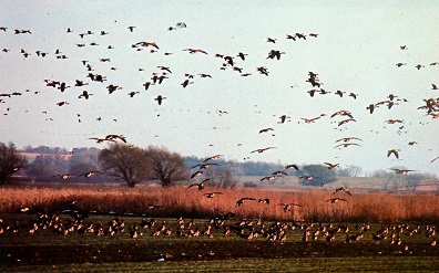 Horicon Marsh, migrating Canada geese