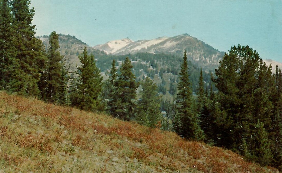 Yellowstone National Park, Mt. Washburn (Wyoming, USA)