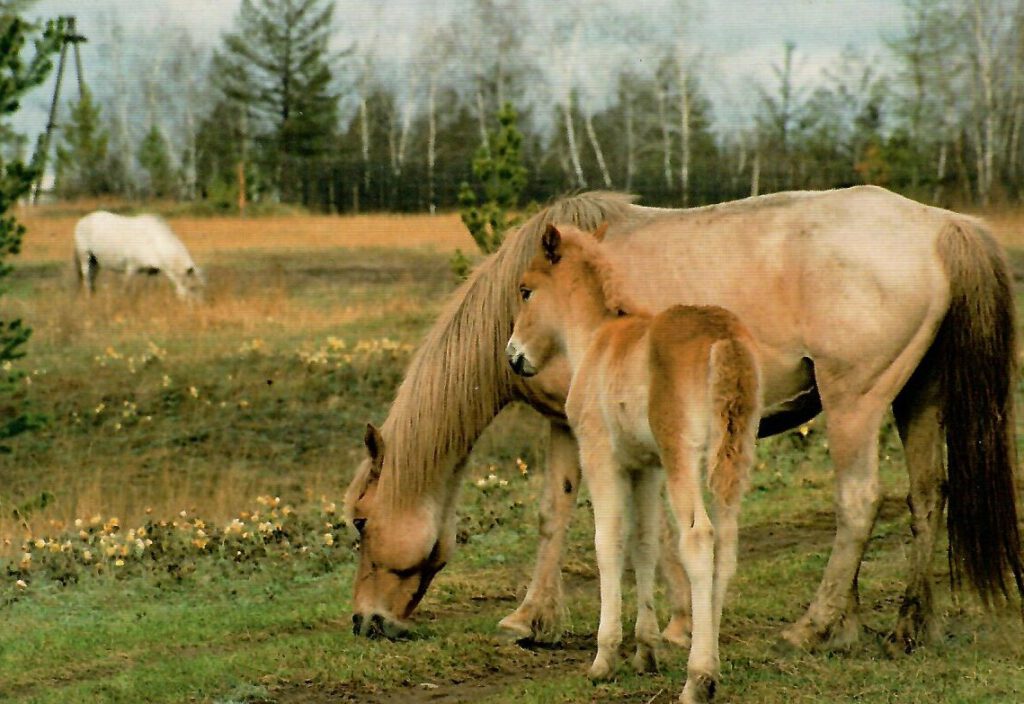 Yakutia, horses