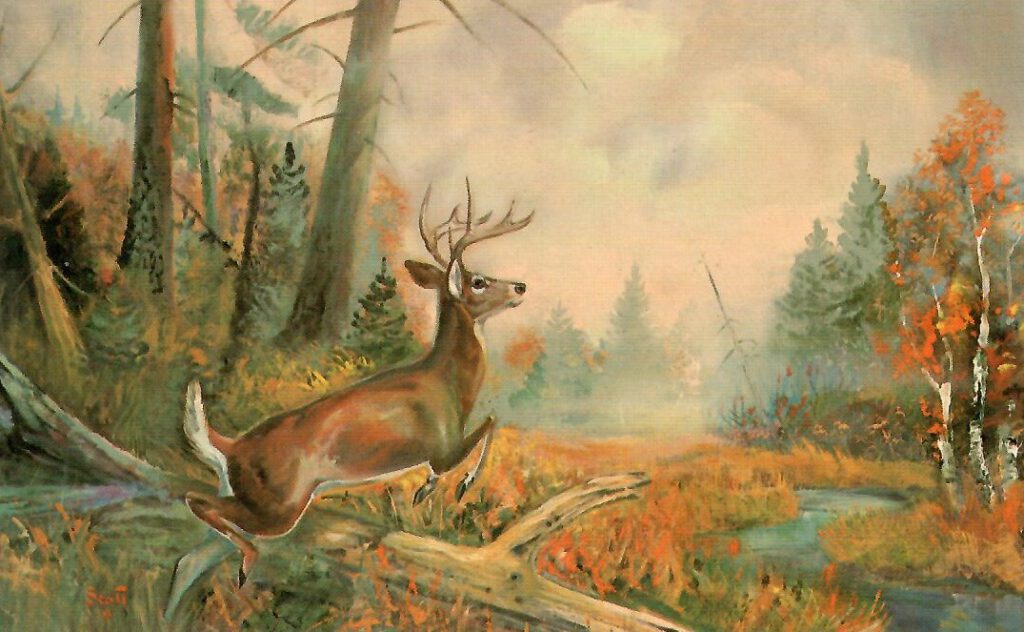Whitetail Deer (USA)