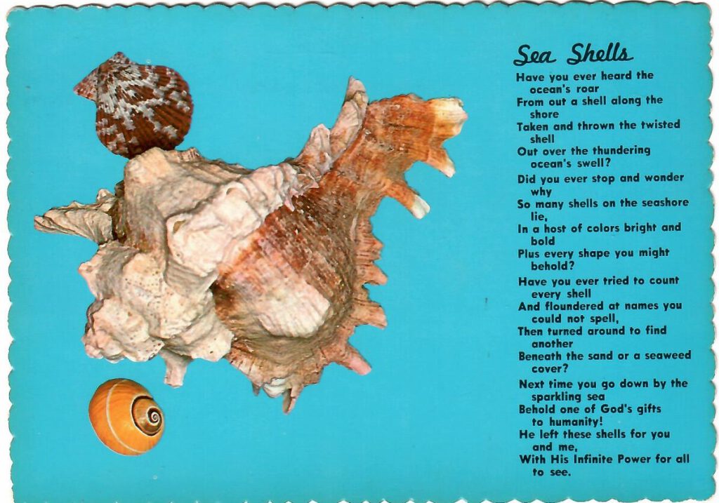 Sea Shells (USA)