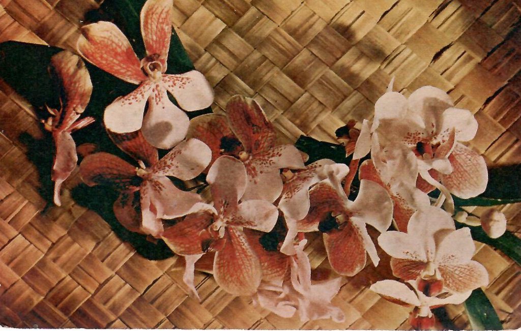 Mindanao, Walling-Walling Orchids (Philippines)
