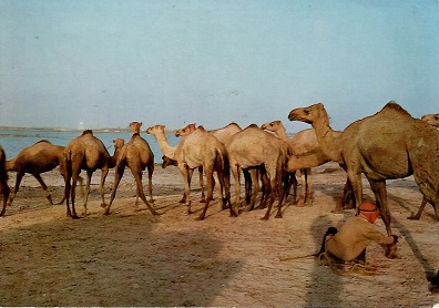 Camels at Sitra