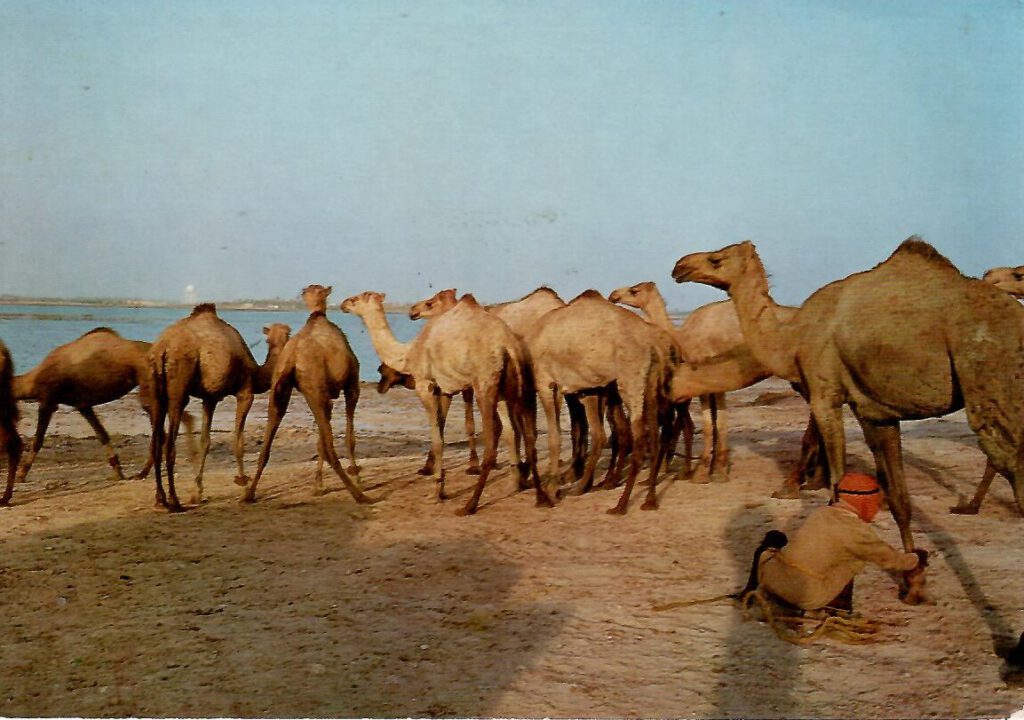 Camels at Sitra (Bahrain)