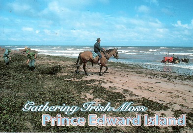 Prince Edward Island, Gathering Irish Moss