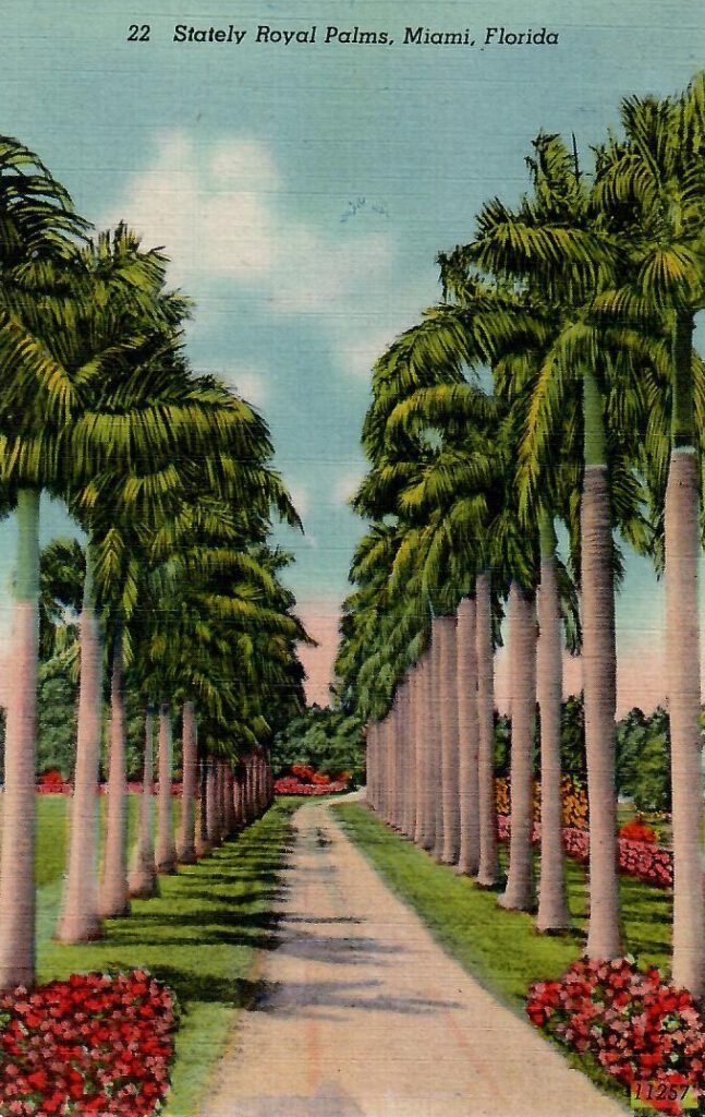 Miami, Stately Royal Palms