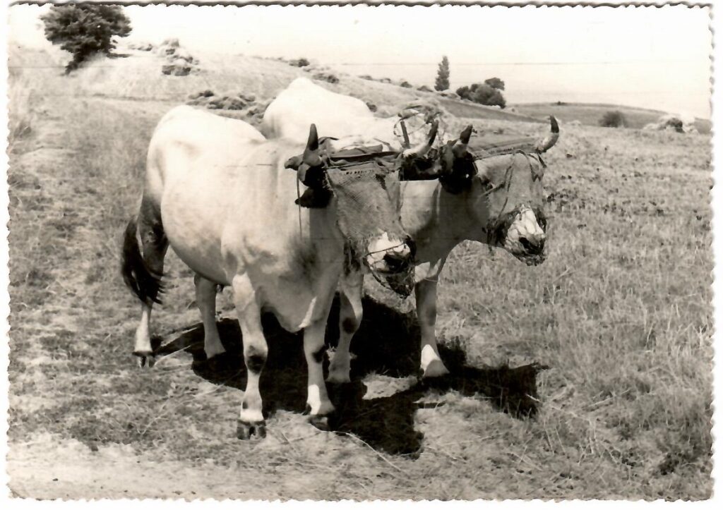 Deyme, Garonne, Attelage de Boeufs (France)