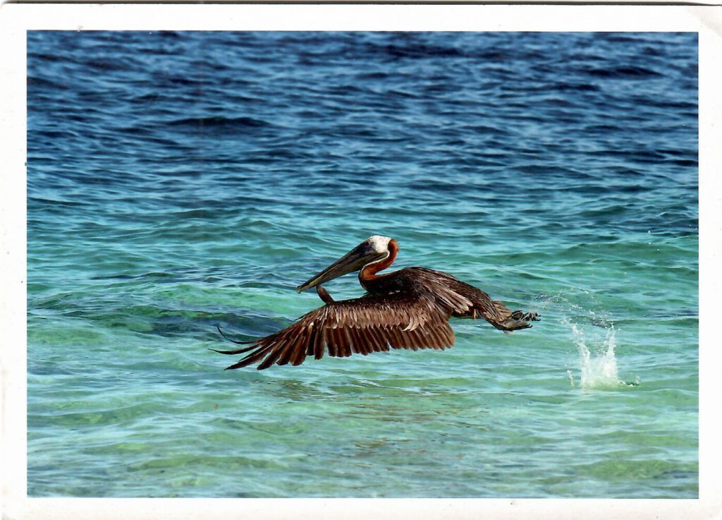 Brown Pelican (Belize)