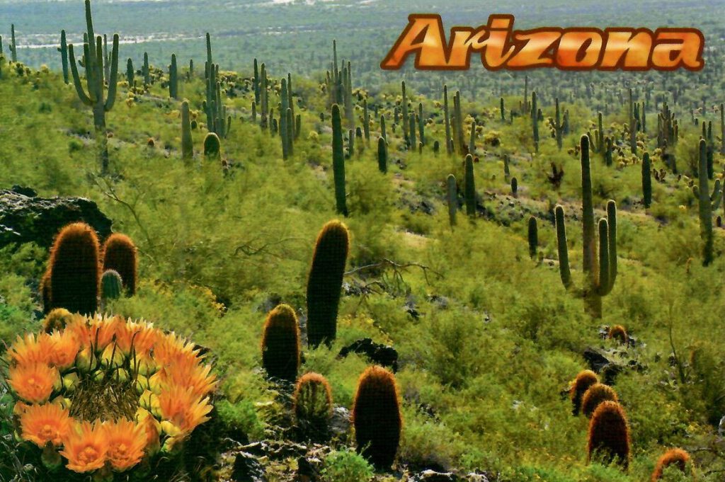 Barrel cactus and saguaro cacti (Arizona, USA)