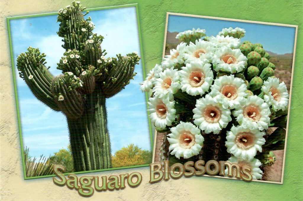 Saguaro Blossoms (Arizona, USA)