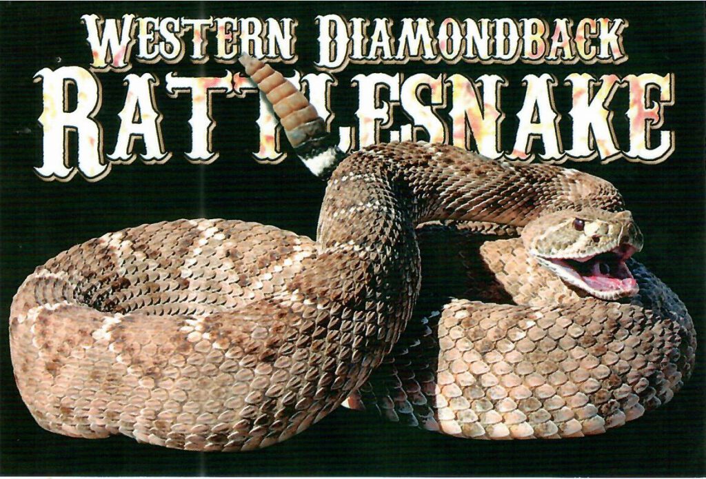 Western Diamondback Rattlesnake  (USA)