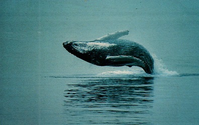 Cape Cod, Whale Watching